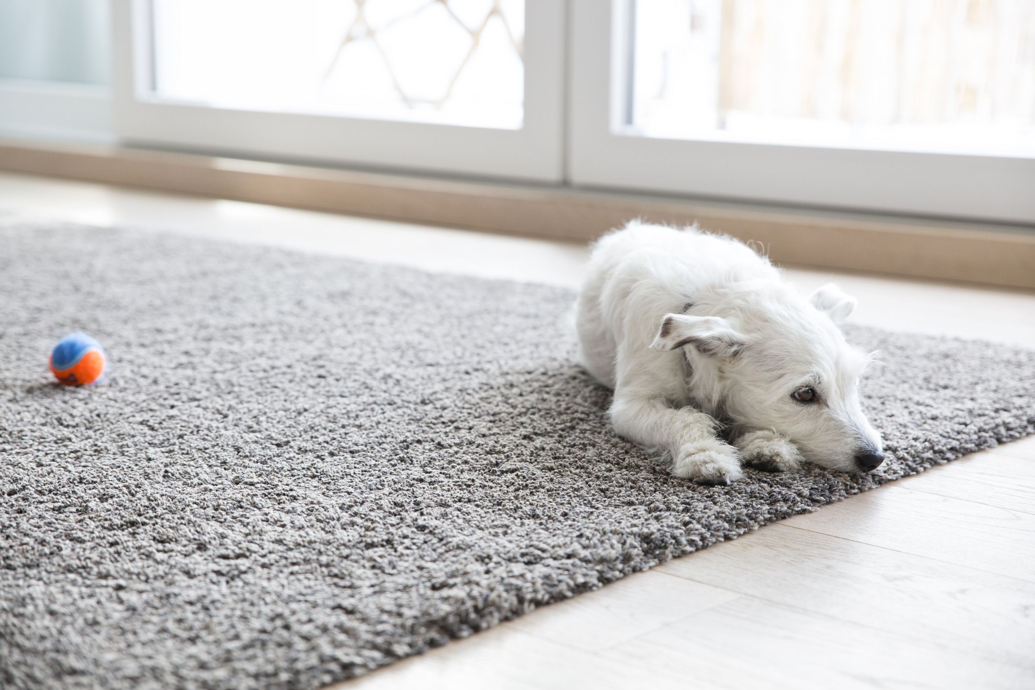 how-to-clean-carpet